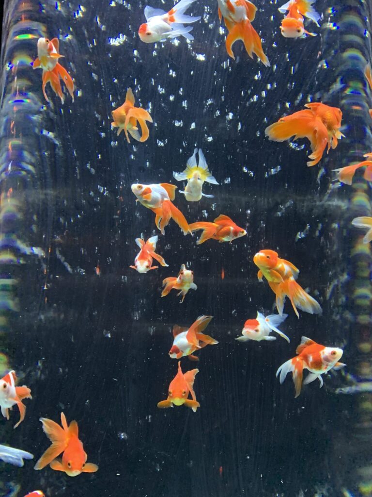 金魚の回廊