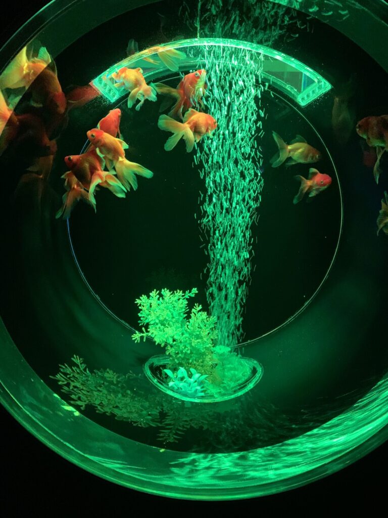 金魚蒐集