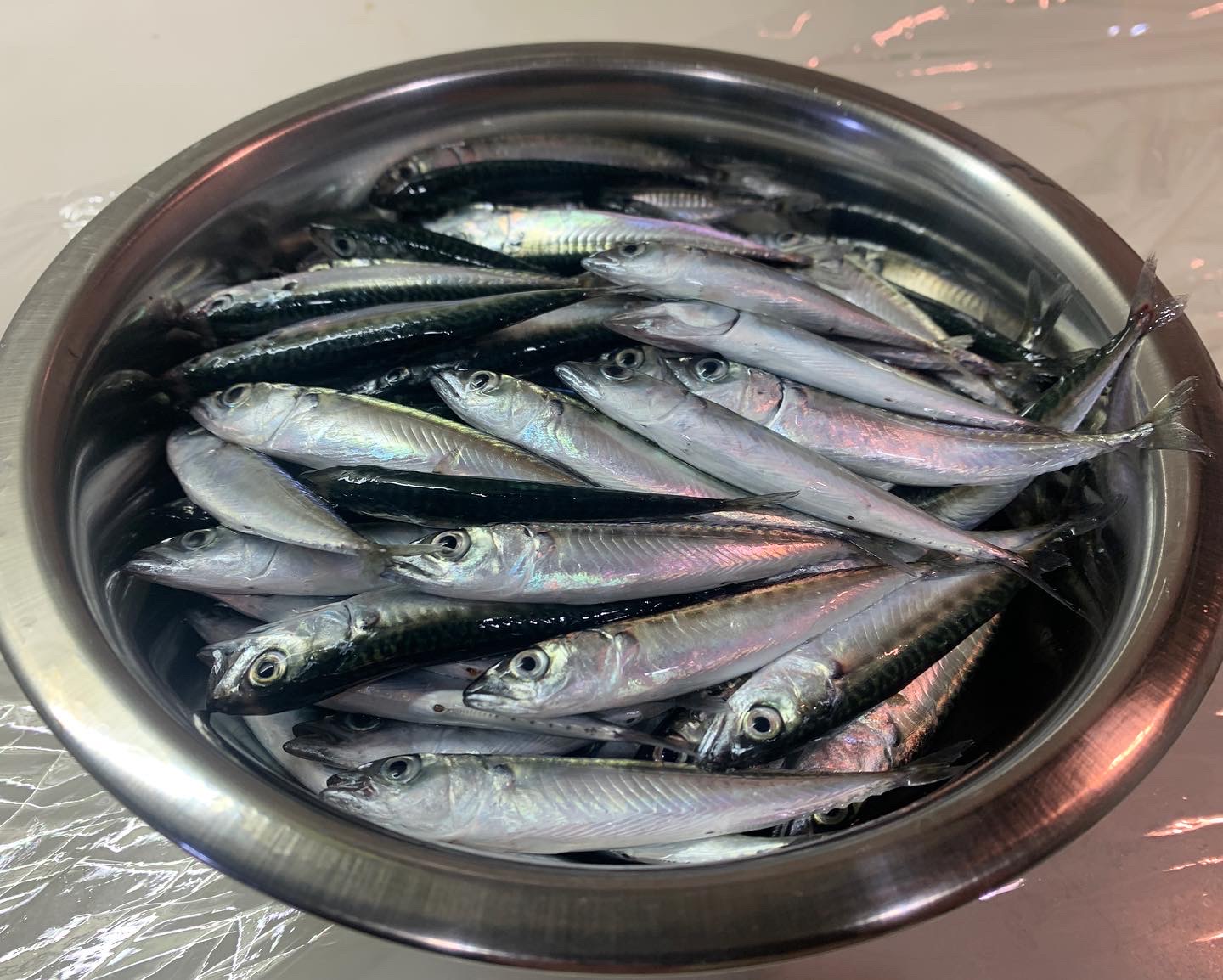 小鯖