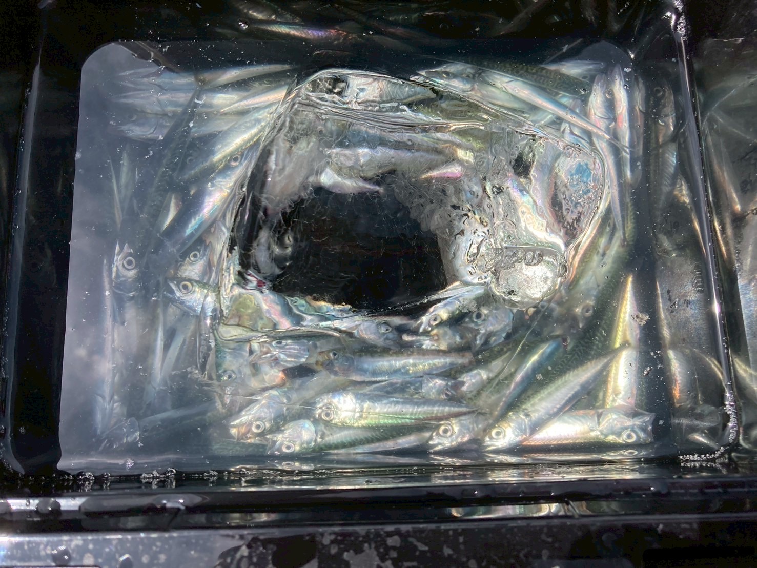 小鯖