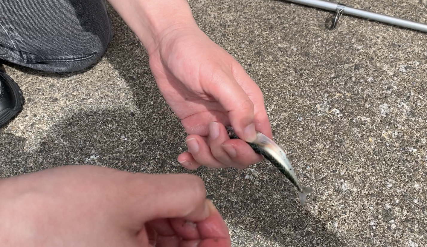 釣れました