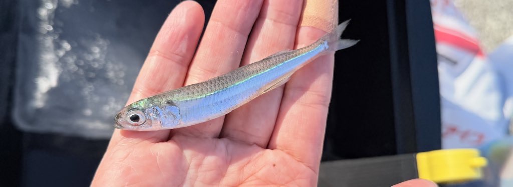 早川港の秋のサビキ釣りでトウゴロイワシGET！