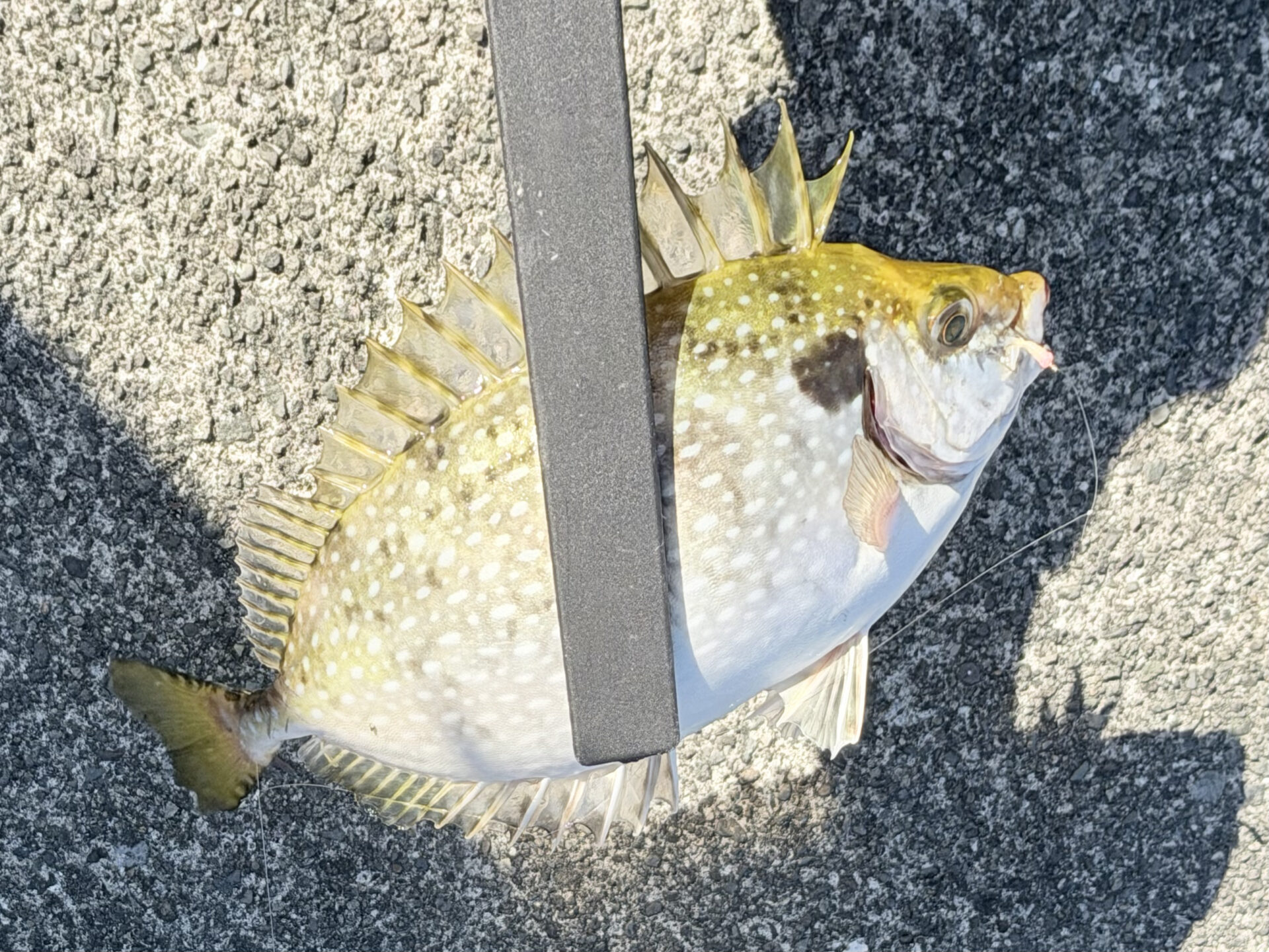 早川港でサビキでアイゴ釣れました