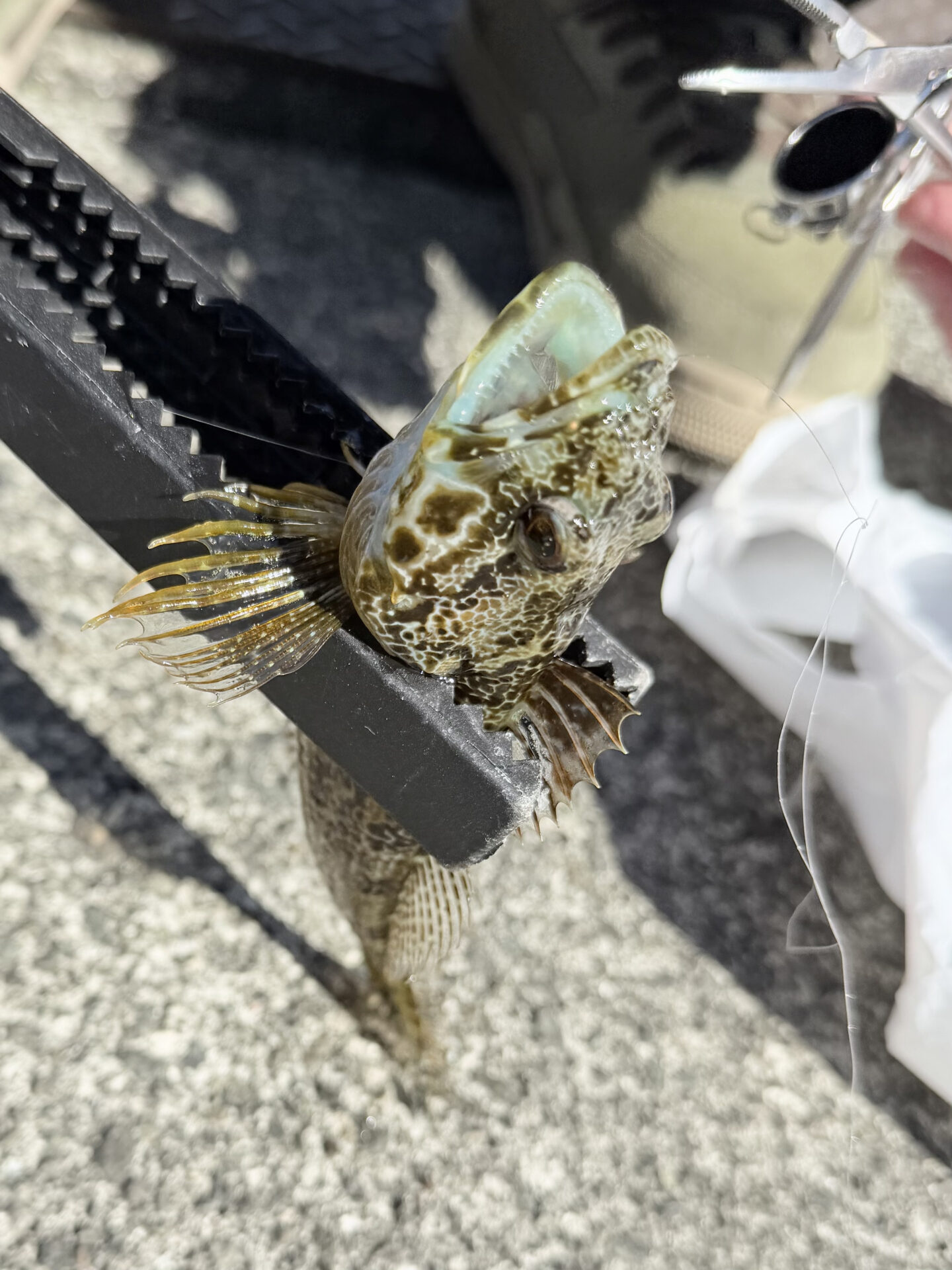 早川港でアナハゼ釣れた