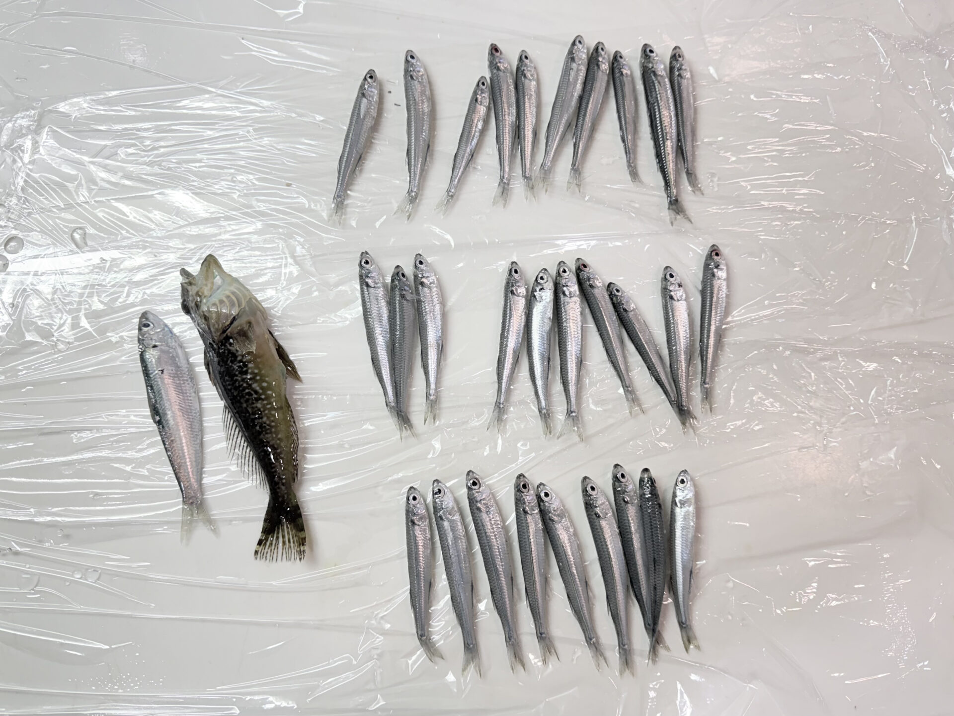 早川港　サビキ釣果