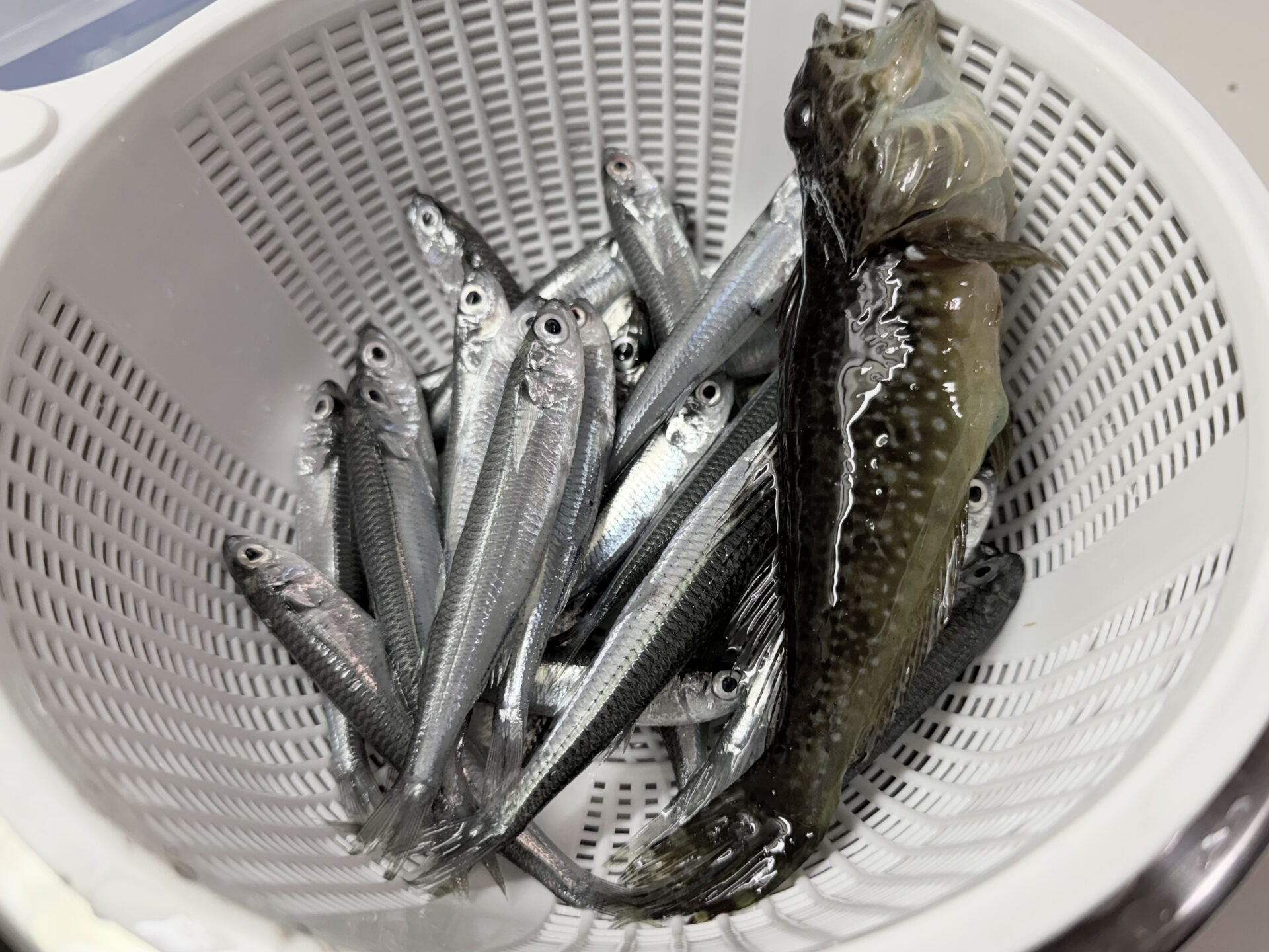 早川港　サビキ釣果