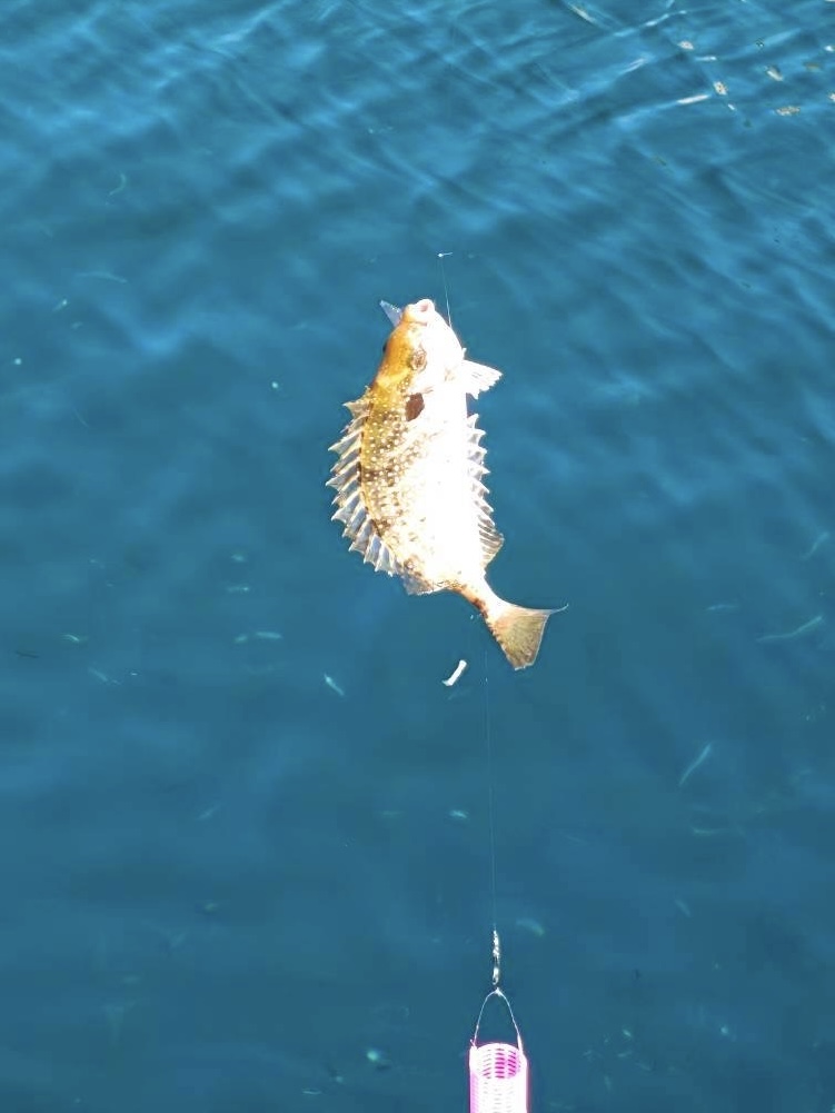 早川港でサビキでアイゴ釣れました